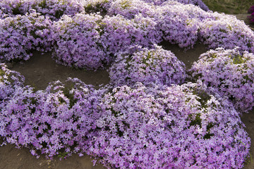 meadow flowers of Phlox styloid