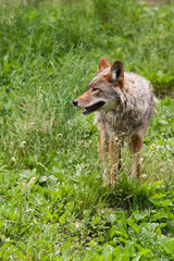 Coyote looking to its right side.