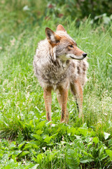 Fototapeta premium Coyote looking to its left side. Facial profile.