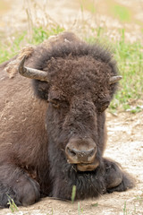 Fototapeta premium Ol' one horn.