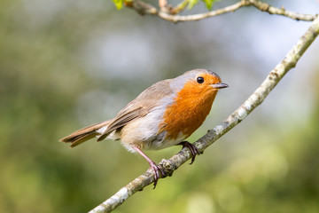 European robin in a branch in a woodland with a natural background setting.