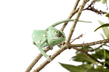 Green juvenile veiled chameleon (Chamaeleo calyptratus) walking on a branch isolate over white background
