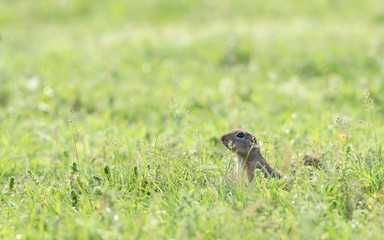 prairie dog on field