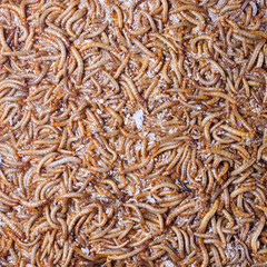 pile of living mealworms larvae. This worm is used as food for feeding birds, reptiles or fish. The image can be used as abstract background