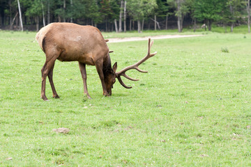 Captive elk (wapiti) © Sean McConnery