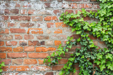 foliage on a brick wall