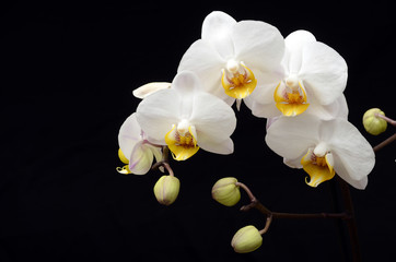 White orchid on black background