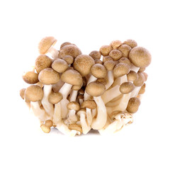 Mushrooms on white background