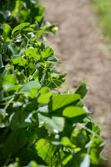 green pea plants in garden. blooming green peas 