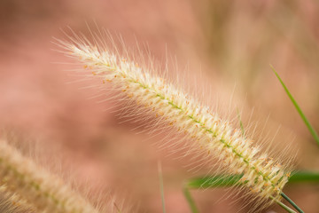 Obraz premium clouse-up of long grass flower on sunset background