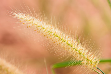 clouse-up of long grass flower on sunset background