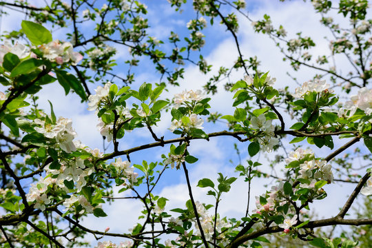 Fototapeta Kwiat jabłoni w Bolestraszycach
