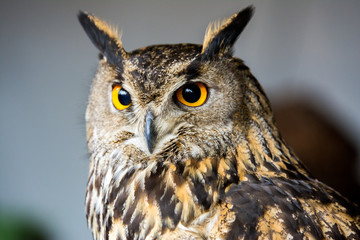 Fototapeta premium perfil de buho real 