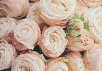 Beautiful fresh beige roses background