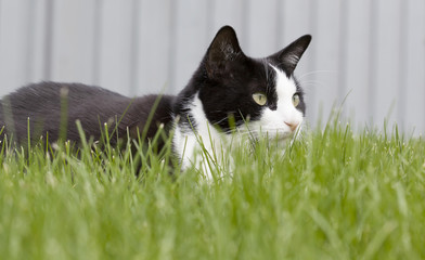 black and white tuxedo cat in the grass
