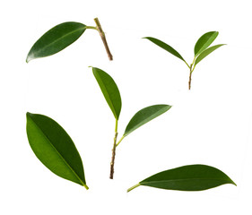 set of beautiful green leaves isolated on white
