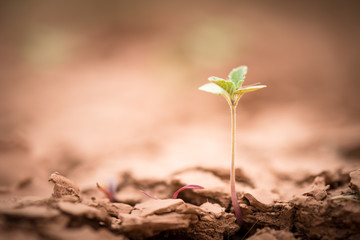 Young plant growing up on crack earth