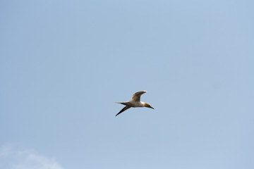 Northern gannet in flight.