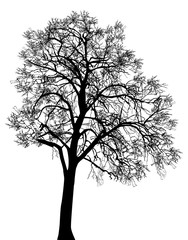 Obraz premium high black bare isolated tree