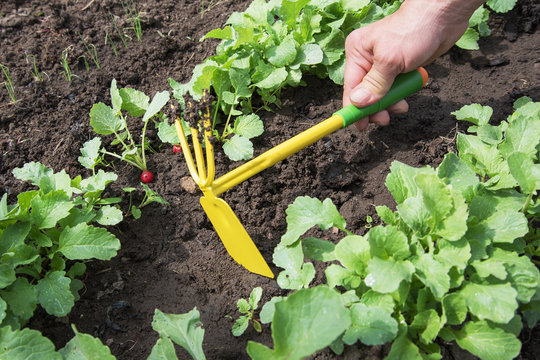 Young radish in garden.