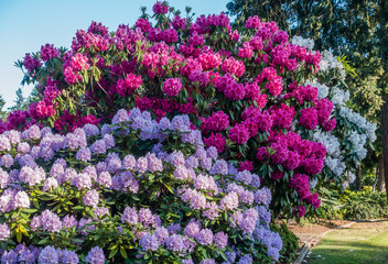 Huge Rhododendrons of Burien 5