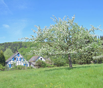 bl&uuml;hende Obstb&auml;ume im Fr&uuml;hling am Solinger Obstweg im Bergischen Land,Nordrhein-Westfalen,Deutschland 