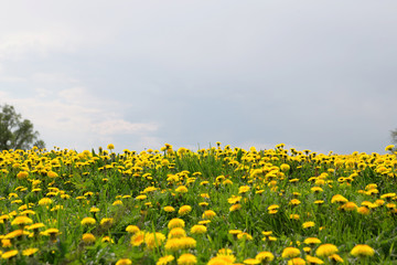 dandelions in the meadow