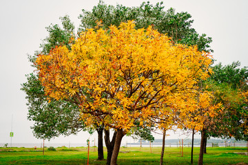 Autumn yellow tree in front of another green