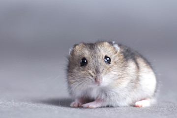 little hamster in the hands of women