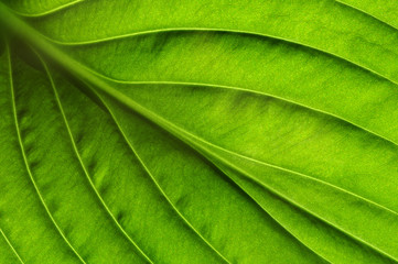  green leaf texture