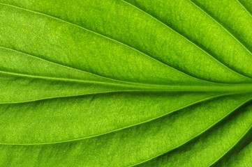  green leaf texture