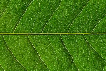  green leaf texture