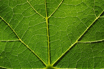  green leaf texture