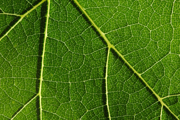  green leaf texture