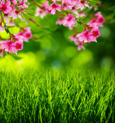 Naklejka na ściany i meble Spring blossom and grass
