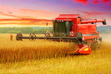 Naklejka premium Combine working in field