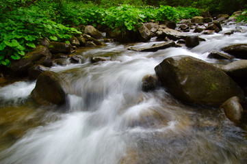 Mountain river in the green forest