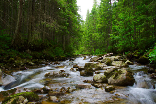 Mountain river in the green forest