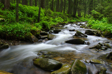 Mountain river in forest.