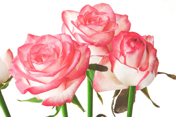 Rose isolated on white