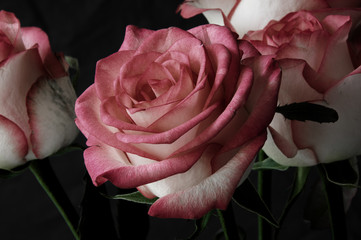 rose on dark background
