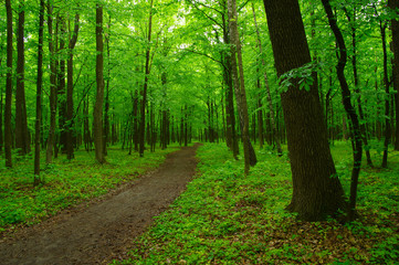 Fototapeta na wymiar green forest
