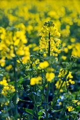 Rapeseed blossoms