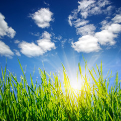 Fototapeta premium grass on clouds