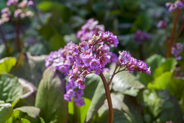 close up on pink flowers of Bergenia cordifolia