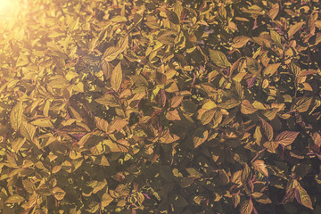 close up on Spiraea japonica Goldflame sunrise or sunset