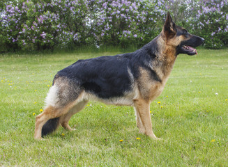 German shepherd dog outside at summer