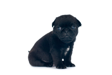 Little pug puppy at studio