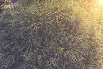 close up on Pinus nigra