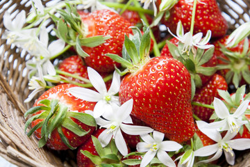 Fresh Strawberries in wicker basket with fresh white flowers on light wooden background